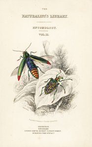 Nimisivu, jossa vinjetti jalokivikuoriainen, Chrysochroa fulminans ja laikkusiipinen timanttikuoriainen, Curculio splendens tekijältä William Home Lizars