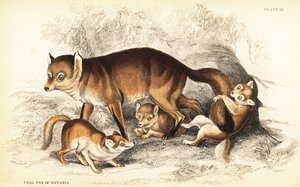 Erilaisia punakettuja, Vulpes vulpes, pentuineen (Baijerin hiilikettu, Vulpes alopex) tekijältä William Home Lizars