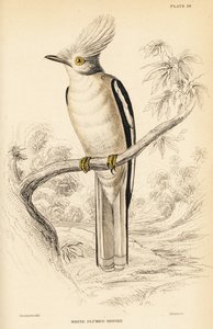 Valkoharjakypärä, Prionops plumatus