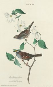 Valkokurkkuvarpunen, 1827. tekijältä William Home Lizars
