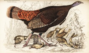 Villi kalkkuna, naaras ja nuori, Meleagris gallopavo tekijältä William Home Lizars