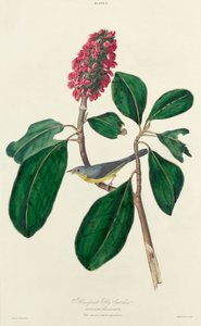Bonaparte Perhosieppari