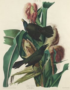 Violetti Grackle