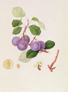 Royale Plum, 1815