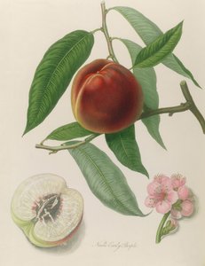 Nektariini: Neals Early Purple