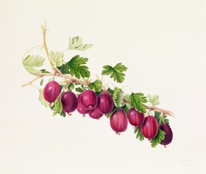 Purppura karviainen