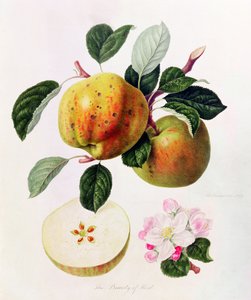 Kentin kaunotar, 1819