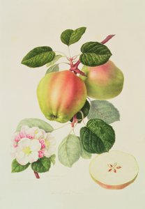 Hollantilainen Codlin, 1820