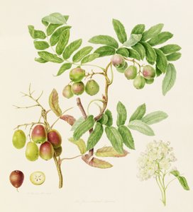 Päärynän muotoinen palvelurapuomena, 1820 tekijältä William Hooker