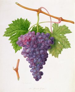 Poonah-rypäle, 1820