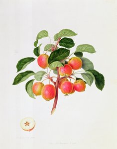 Tartarirapuomena, 1819