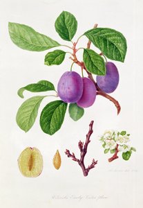 Wilmotin varhainen violetti luumu