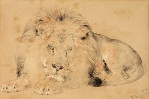 Study of a Lion, 1879 (liitu paperille) tekijältä William Huggins