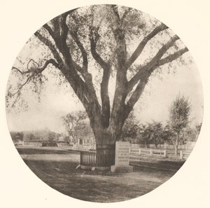 Washington Elm
