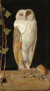 Valkoinen pöllö: "Yksin ja lämmitellen viittä järkeään, valkoinen pöllö istuu kellotapulissa", 1856 tekijältä William J. Webbe