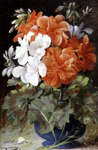 Pelargoniumit