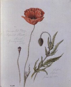 Common Red Poppy, maalattu Seafordissa, Sussexissa, 25. kesäkuuta 1860 (akvarelli paperille)