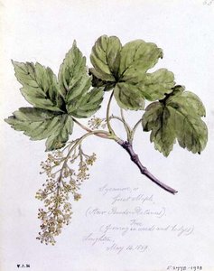 Sycamore tai Great Maple, maalattu Loughtonissa