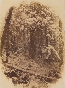 Nimetön Woods in Snow, 1859.