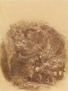 Nimetön, salkusta The Forest: Adirondack Woods tekijältä William James Stillman