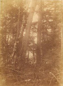 Nimetön, salkusta The Forest: Adirondack Woods tekijältä William James Stillman