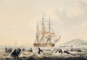 Valaanpyynti Etelämerellä, kaiverrus William John Huggins (1781-1845), 44x57 cm