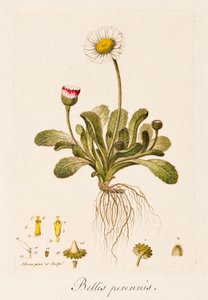 Monivuotiset sodat, Daisy, 1770-1790.
