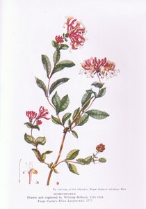 Honeysuckle, Nature in Britain julkaisija Collins, 1946 tekijältä William Kilburn