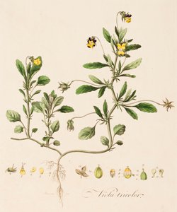 Viola tricolor, Wild Orvokki, c1770-1790.