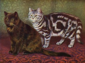 Kilpikonnankuorikissa ja Tabby One (värilitho)