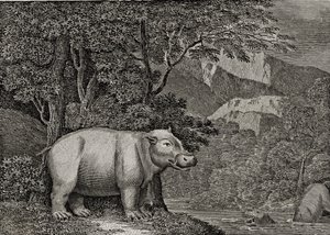 Hyväntoivon niemen virtahepo, julkaistu julkaisussa "Yleinen maailmankuva", 1807