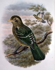 Ailuroedus Crassirostris, vihreä kissalintu (väri litho)