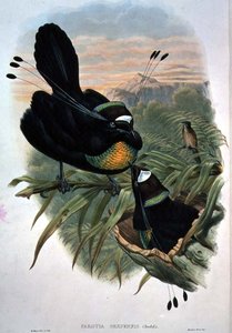 Arfak Six-wired Bird of Paradise (väri litho)