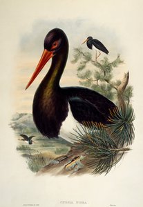 Musta haikara (Ciconia nigra), litografia Birds of Britainista