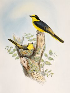 Ruskearunkoinen minivet (Pericrocotus cantonensis), litografia Birds of Asiasta tekijältä William Matthew Hart