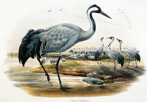 Harvakurkku (Grus cinerea), litografia Birds of Great Britain -järjestöstä