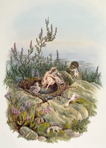 Common Cuckoo, kirjoittanut John Gould (1804-1881), litografia William Matthew Hart (1830-1908), Yhdistynyt kuningaskunta tekijältä William Matthew Hart