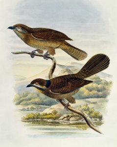 Kääpiökoel (Microdynamis parva), kaiverrus William Matthew Hart (1830-1908), Iso-Britannia tekijältä William Matthew Hart
