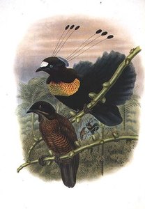 Lawesin kuusijohtoinen Parotia - Paratiisin lintu (väri litho)