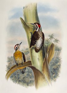 Filippiinien pygmy tikka (Dendrocopos maculatus), litografia Aasian linnuista tekijältä William Matthew Hart