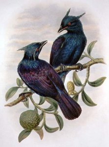 Phonygama Purpureiviolacea (väri litho) tekijältä William Matthew Hart