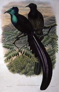 Prinsessa Stephanien paratiisin lintu (väri litho) tekijältä William Matthew Hart