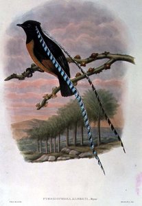 Pteridophora Alberti, Saksin kuningas Paratiisin lintu (väri litho)