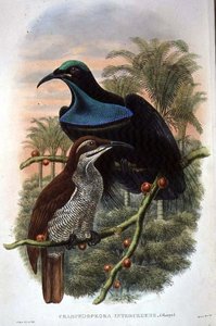 Ptiloris Magnificus, Kivääri paratiisin lintu (väri litho) tekijältä William Matthew Hart