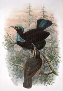 Ptiloris Victoriae, Victoria Rifle Bird of Paradise (väri litho)