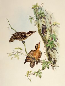 Sunda Woodpecker (Dendrocopos moluccensis), litografia Aasian linnuista tekijältä William Matthew Hart