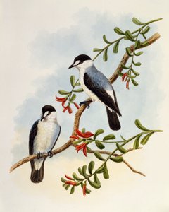 Torrent Robin (Monachella muelleriana), kaiverrus William Matthew Hart (1830-1908), Iso-Britannia