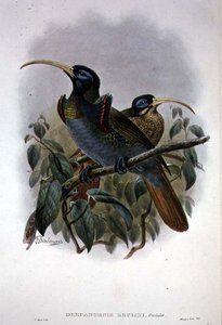 Valkoinen sirppinokka paratiisin lintu (väri litho) tekijältä William Matthew Hart