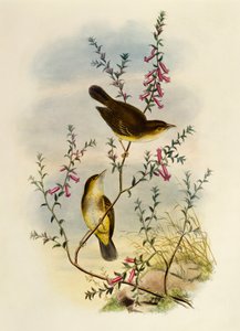 White Spotted Flysiepcher (Pseudogerygone notata), kaiverrus William Matthew Hart (1830-1908), Iso-Britannia tekijältä William Matthew Hart