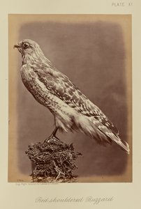 Punahäntäsirkku tekijältä William Notman